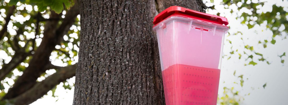 EcoCatch outdoor fly trap secured to tree trunk