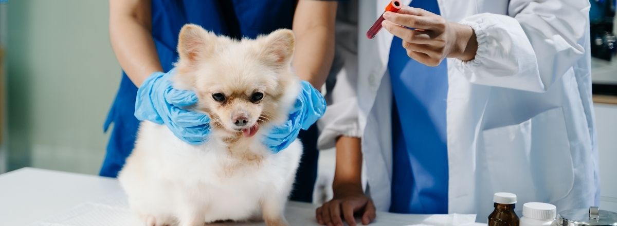 Vet holding dog